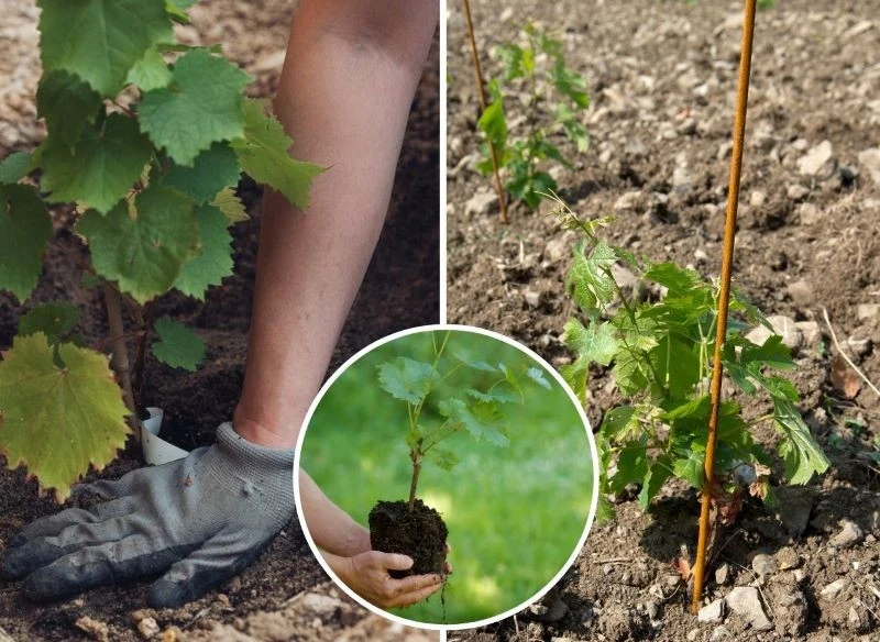 W sadzeniu winorośli najważniejsze są: stanowisko, ziemia oraz rozmiar misy, w której umieści się sadzonkę
