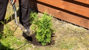 Kiedy sadzić tuje? Termin sadzenia zależy od rodzaju sadzonek.