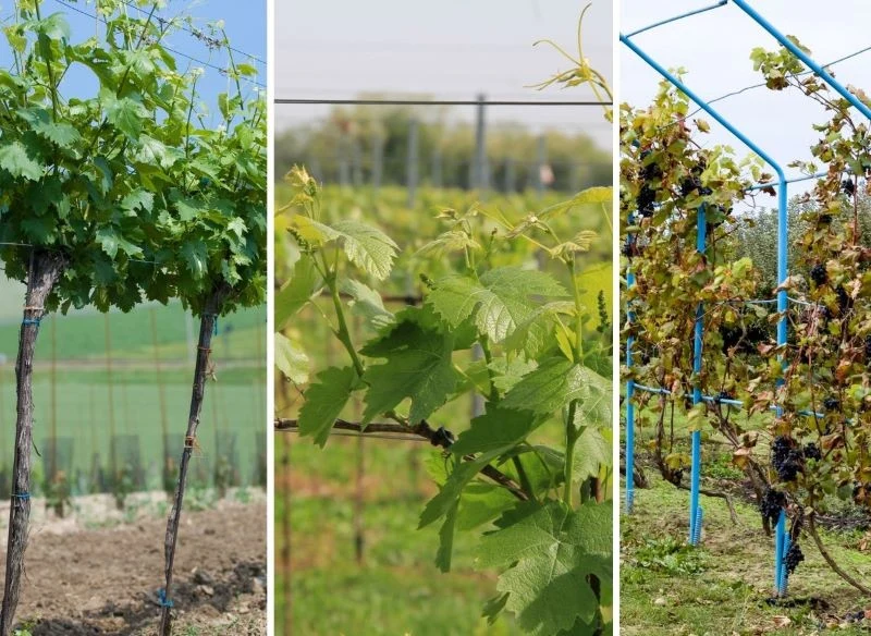 Winorośl można prowadzić nisko lub wysoko, z pędami w górę lub poziomo na sznurze