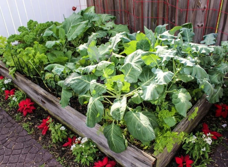 Grządki warstwowe mają wiele zalet