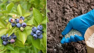 Podczas wiosennego nawożenia borówki amerykańskiej łatwo o błąd, przez który latem zbieramy mniej owoców.