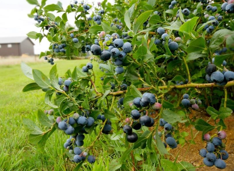 Czym nawozić borówkę amerykańską, by obficie plonowała