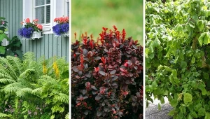 Jakie rośliny w ogrodzie przyciągają kleszcze? Te, które stanowią najlepszą kryjówkę, ciemną i wilgotną. Fot. CanvaPro