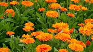 Kiedy sadzić nagietki? Możesz już w lutym do doniczek lub wczesną wiosną do ogrodu, o ile tylko pogoda pozwala.