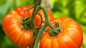 Poznaj jedne z największych pomidorów na świecie. Możesz je mieć we własnym ogrodzie.