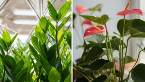 Jak wspomóc rośliny doniczkowe po zimie? Zrób uniwersalny nawóz z kaszy.