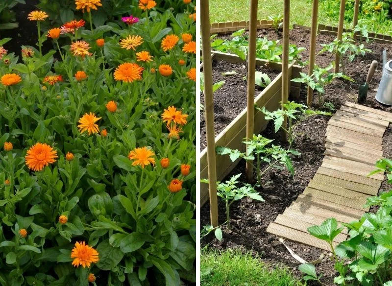 Ten kolorowy kwiatek to prawdziwy strażnik warzywnika