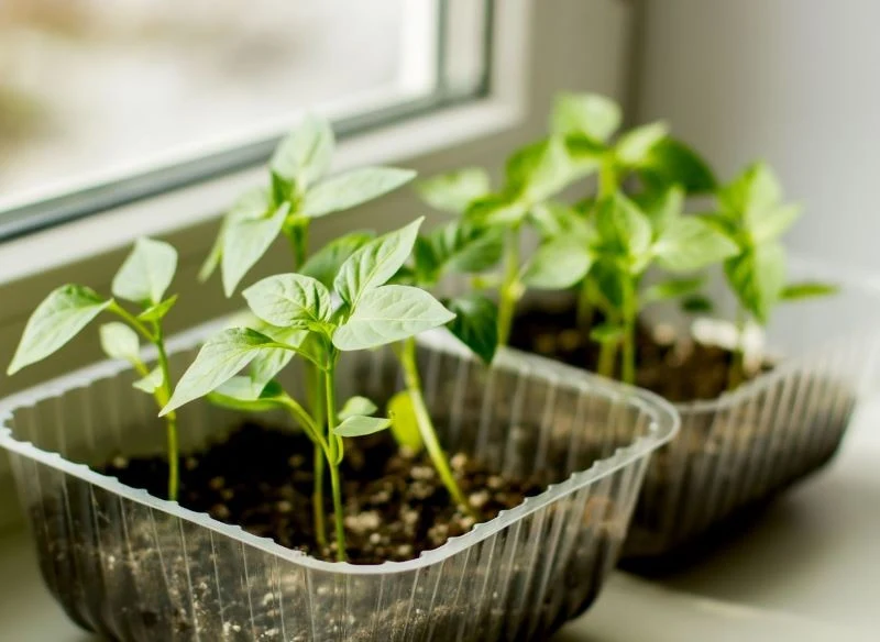 Nasiona pomidora 'Gigantomo' wysiewamy na rozsadę