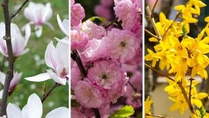 Kiedy sadzić krzewy w ogrodzie? Najlepiej wczesną wiosną lub na początku jesieni, a przyjmą się, ukorzenią i zakwitną wieloma kolorami tęczy. Fot. CanvaPro