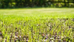 Większość gatunków traw wschodzi po 14 dniach. Gatunki samozagęszczające kiełkują już po 7 dniach.