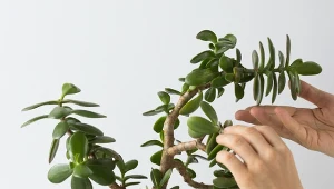 Z wiekiem grubosze wyglądają coraz gorzej. Jeden zabieg sprawi, że znów będą zachwycać.