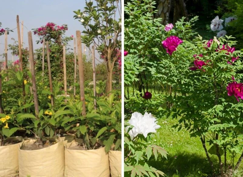 Obejrzyj wybrane rośliny, sprawdź stan pędów, pnia i bryły korzeniowej, jeśli jest widoczna