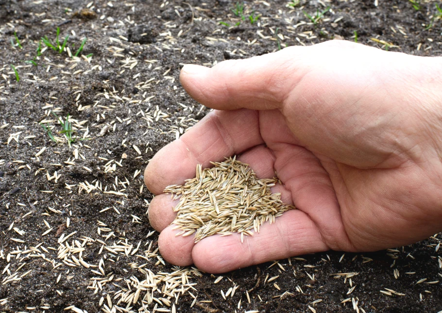 Warto sięgnąć po mieszanki traw i sprawdzić, jakie gatunki wchodzą w jej skład