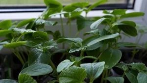 Podlej sadzonki ogórków i pomidorów domowym nawozem, a błyskawicznie się rozrosną.