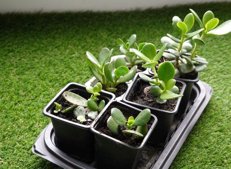 Odcięte liście i gałązki wykorzystaj do rozmnożenia drzewka szczęścia