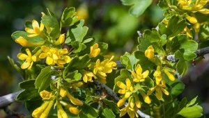 Porzeczka złota to krzew, który kwitnie wiosną, a latem tworzy jadalne owoce.