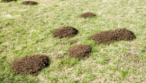 Przedstawiamy niezawodną metodę na krety, nocnice i karczowniki. W mig wyniosą się z ogrodu.