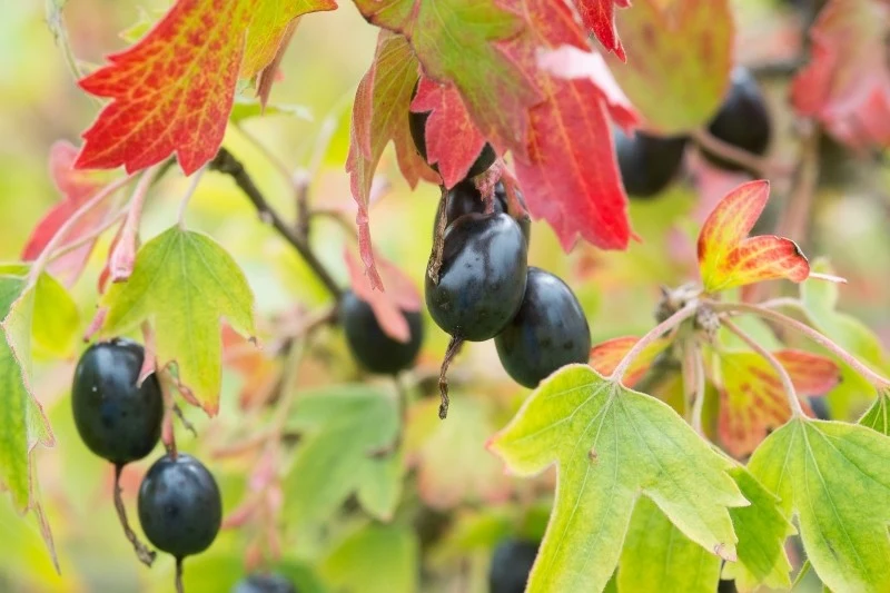 Chociaż owoce porzeczki złotej nieprzyjemnie pachną, są jadalne i doskonale nadają się na przetwory