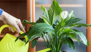 Jeśli skrzydłokwiat nie chce kwitnąć, nie martw się. Zrób warzywną odżywkę, a obsypie się kwiatami.