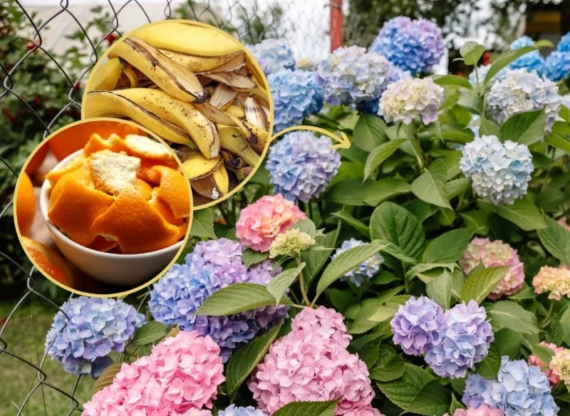 Zamiast gotowych odżywek wykorzystaj owocowe obierki