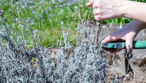 Odmładzające cięcie lawendy jest mocne, ale konieczne dla jej wzrostu i kwitnienia For.123RF/Piscel