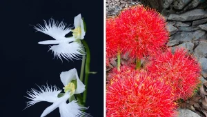 Niektóre rośliny naprawdę są jak z bajki. Ich nazwy też nie pozostawiają wątpliwości, jak bardzo są wyjątkowe. Fot. CanvaPro