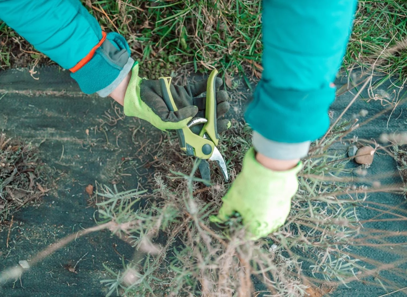 Wiosenne przycinanie lawendy zapobiega powstawaniu w środku krzewu dziur