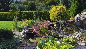 Istnieje wiele gatunków roślin, które wybaczą błędy w uprawie.