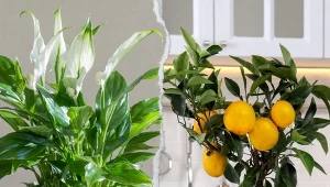 Najpiękniejsze kwiaty doniczkowe. TOP 10 roślin, które nigdy nie przestaną zachwycać