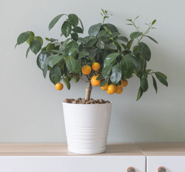 Drzewko pomarańczowe wymaga bardzo jasnego stanowiska