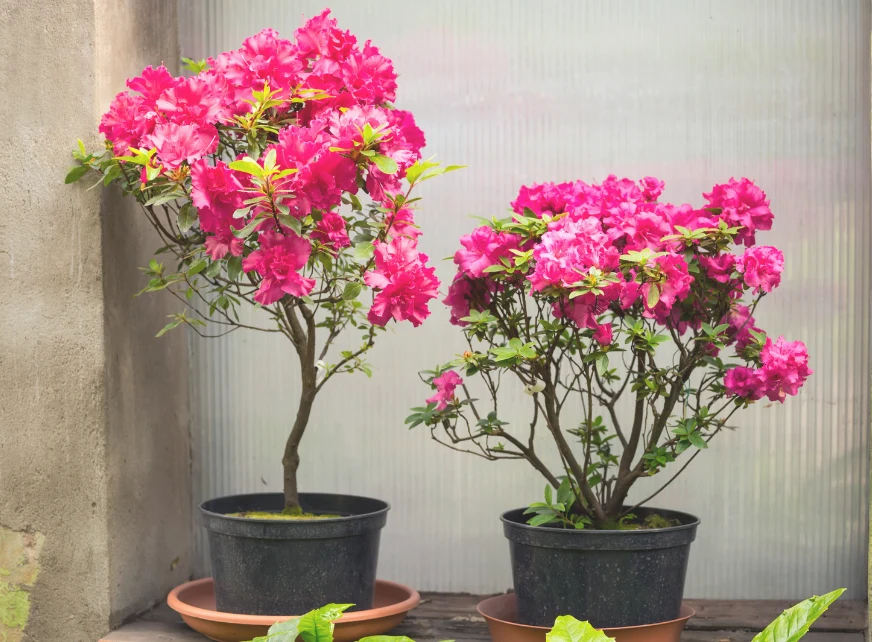 Istnieje ponad tysiąc gatunków azalii