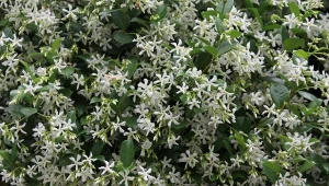 Kwity jaśminu gwiazdkowego przypominają wiatraczki.