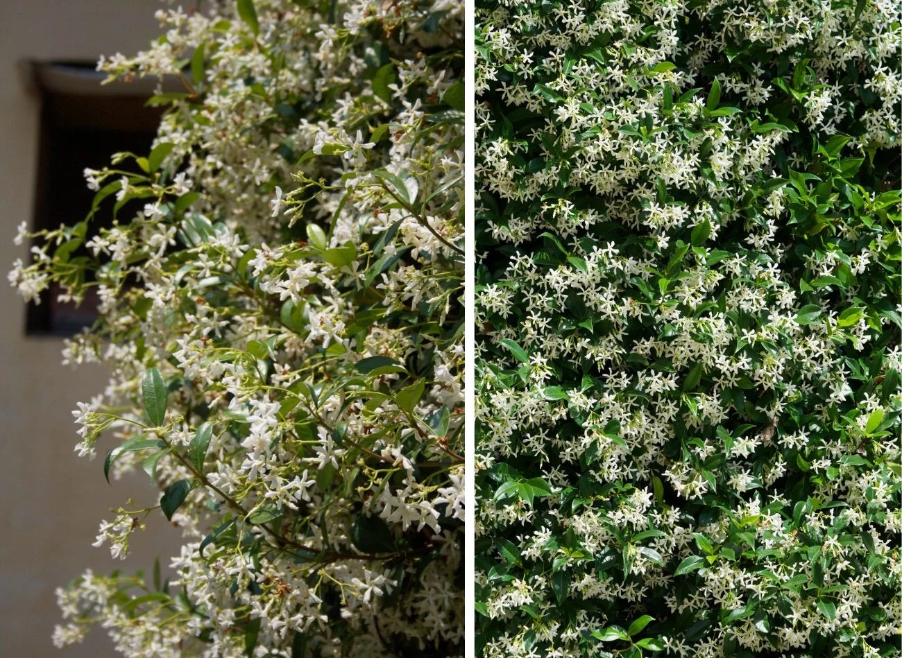 Gdy jaśmin gwiazdkowy kwitnie, trudno oderwać od niego wzrok