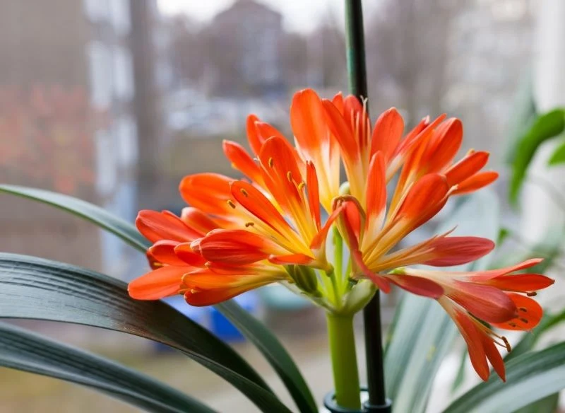 Dzięki odpowiedniej pielęgnacji kliwia może zakwitnąć nawet dwa razy do roku