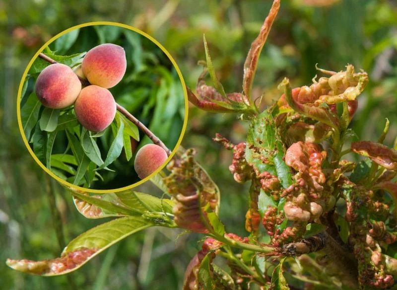 Kędzierzawość liści to bardzo zjadliwa choroba