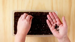 Uprawa cebuli z rozsady pozwala uzyskać większe i lepsze jakościowo plony.