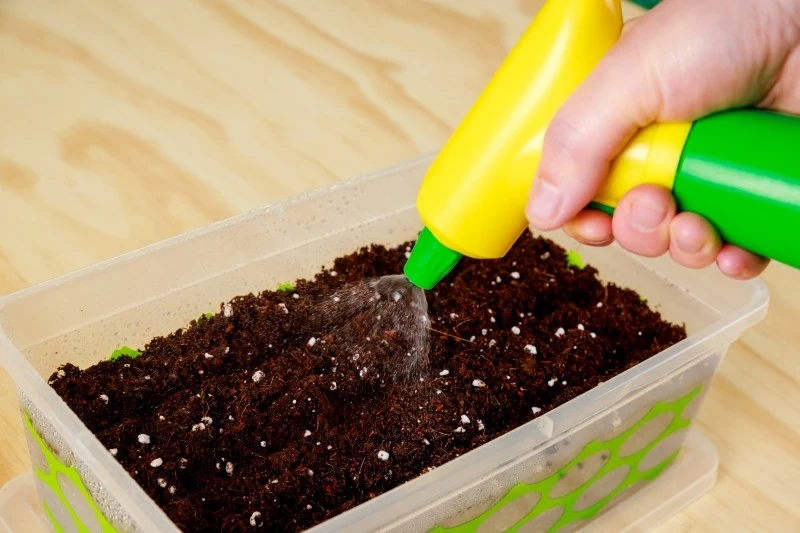 Najlepszym terminem na wysiew cebuli na rozsadę jest luty i marzec