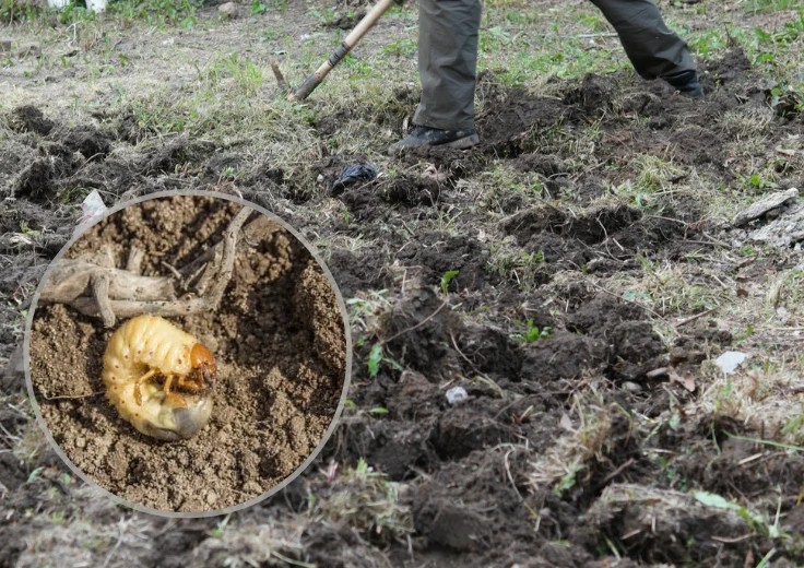 Przekopywanie ogródka pomoże również pozbyć się larw szkodników