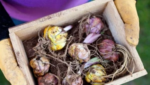 Sadzenie lilii – stanowisko i podłoże jest kluczowe. Wybierz miejsce słoneczne, osłonięte od wiatru z żyzną ziemią o odpowiednim pH.