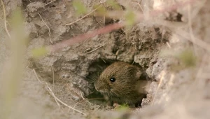 Karczowniki tworzą owalne wejścia do tuneli i płaskie kopce z ziemi.