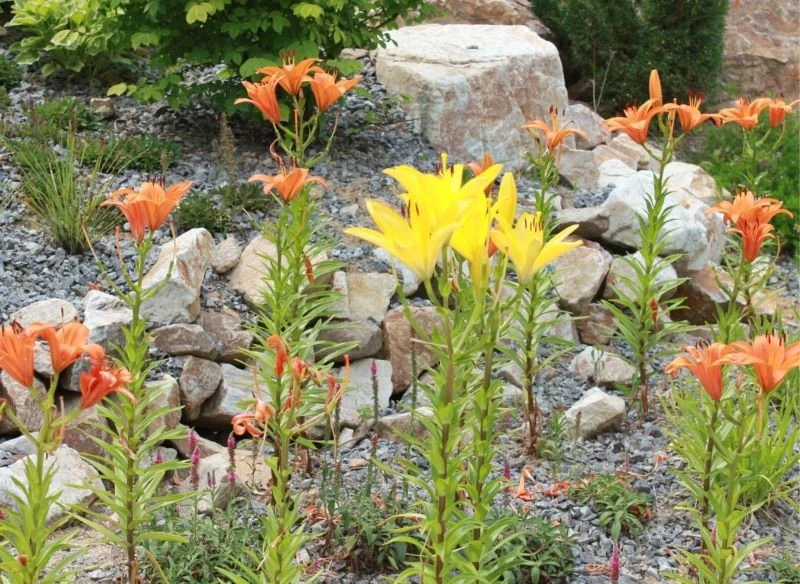 Kwiaty lilii pasują do wielu aranżacji ogrodu