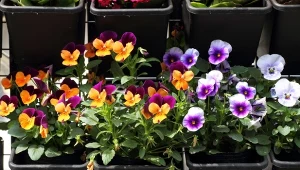 Bratki są w stanie wiele znieść, więc można wcześnie posadzić je w ogrodzie.