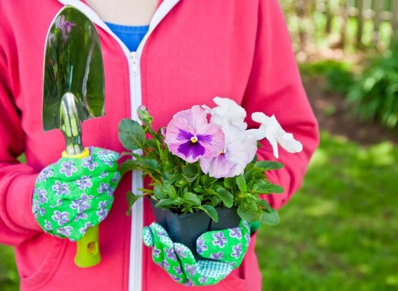 Bratki można sadzić na przełomie lutego i marca