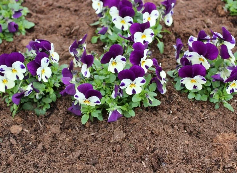 Bratki są w stanie przetrwać lekkie przymrozki