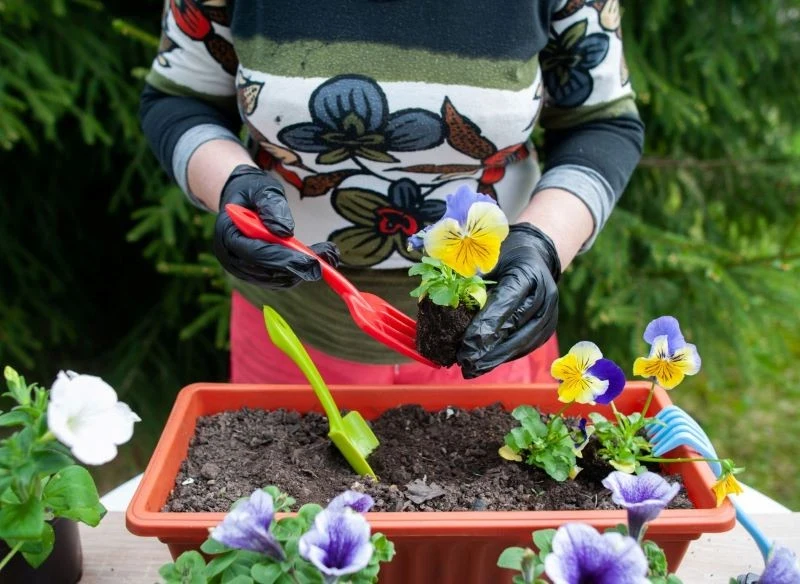 Bratki możemy uprawiać też w doniczkach