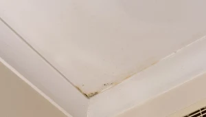 Jeśli na ścianie pojawił się grzyb, zastosuj domowy środek, który działa w 5 minut.