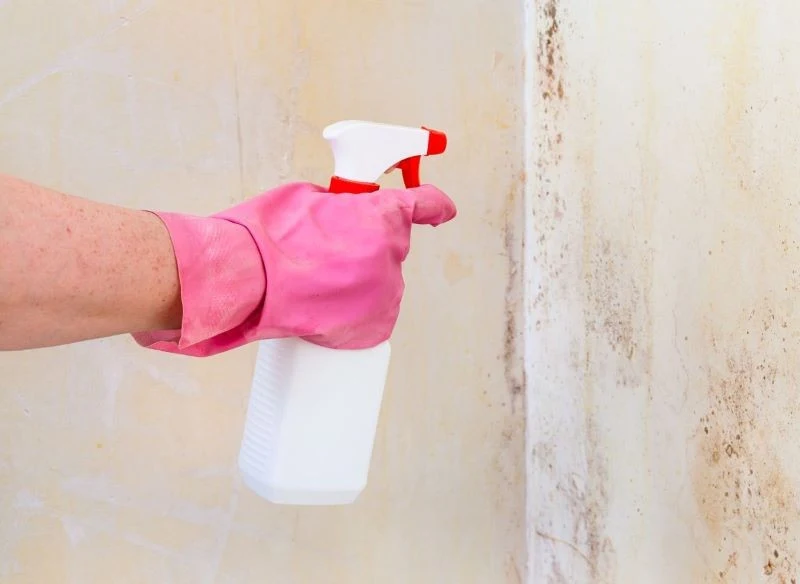 Pleśni ze ściany trzeba się pozbyć jak najszybciej