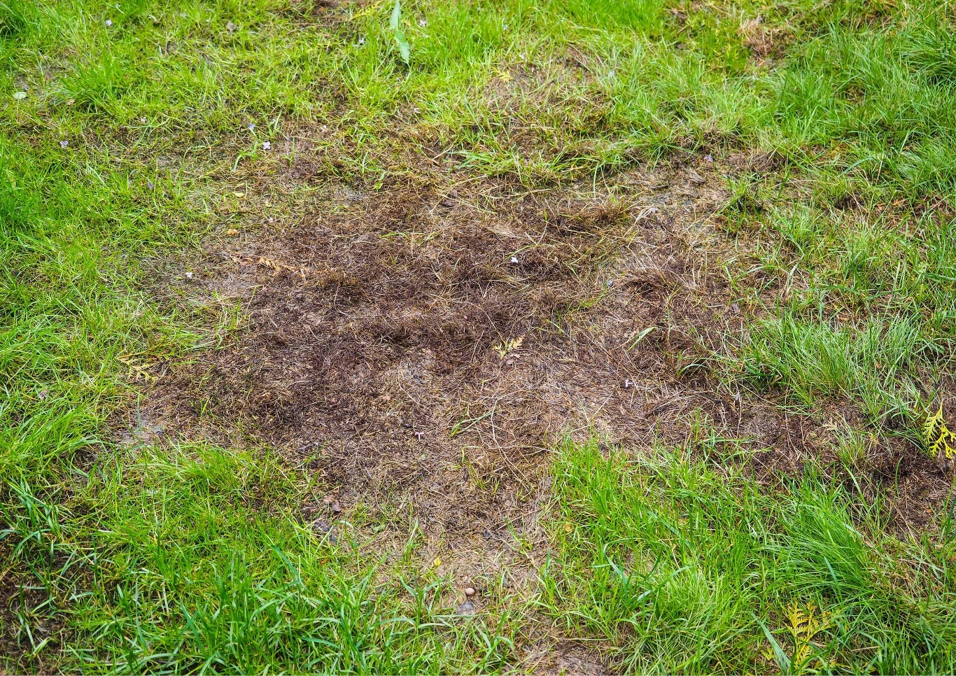 Aerację trawnika warto wykonywać co najmniej raz, a najlepiej dwa razy w roku - jesienią i po zimie