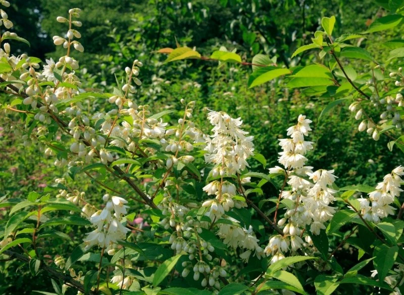 Żylistek najpiękniej wygląda w okresie kwitnienia
