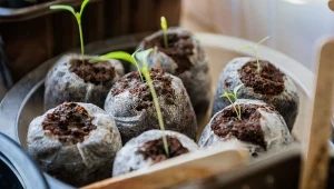 Wysiewanie nasion metodą ślimakową krok po kroku prowadzi do zwiększenia upraw domowych. Nie musisz już ograniczać się przy rozsadach.